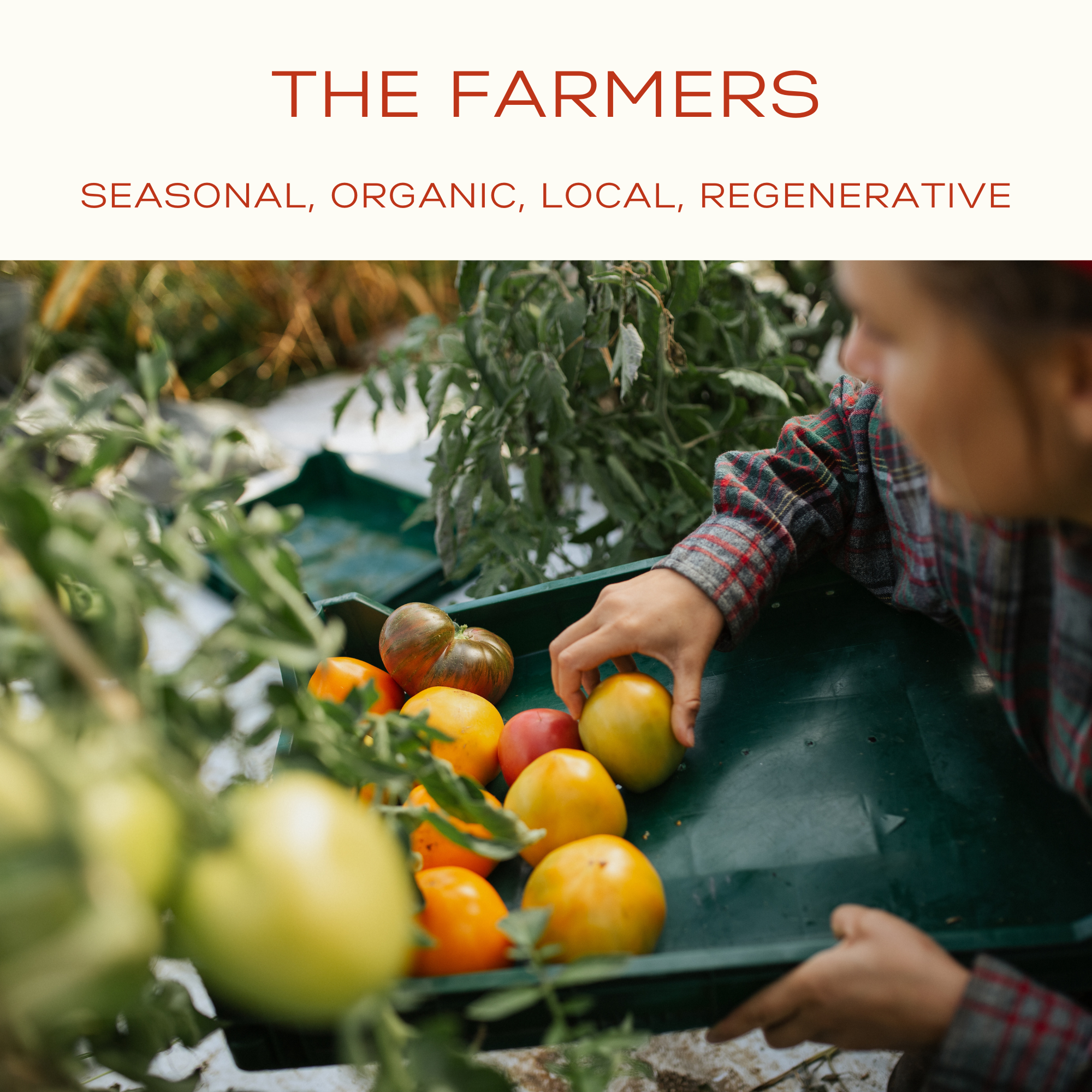 Person picking tomatoes from a green tray with 'The Farmers' branding above.